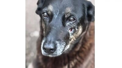 Polícia quer apreender passaporte de envolvido na morte do cão Orelha