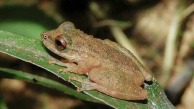 Nova espécie de perereca é descoberta no Cerrado mineiro