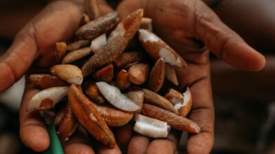 Instituto oferece bolsas para estimular bioeconomia amazônica