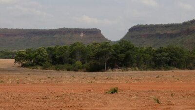 Fragmentos de vegetação nativa cresceram no país 260% em 38 anos